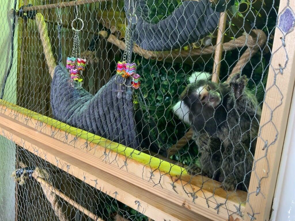 Hugo near the enclosure front before rescue
