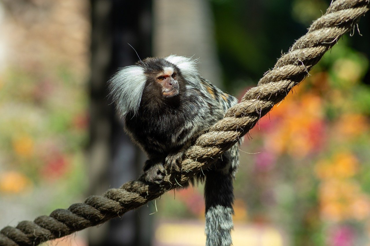 Sponsor Our Primates: Make a Lifelong Difference