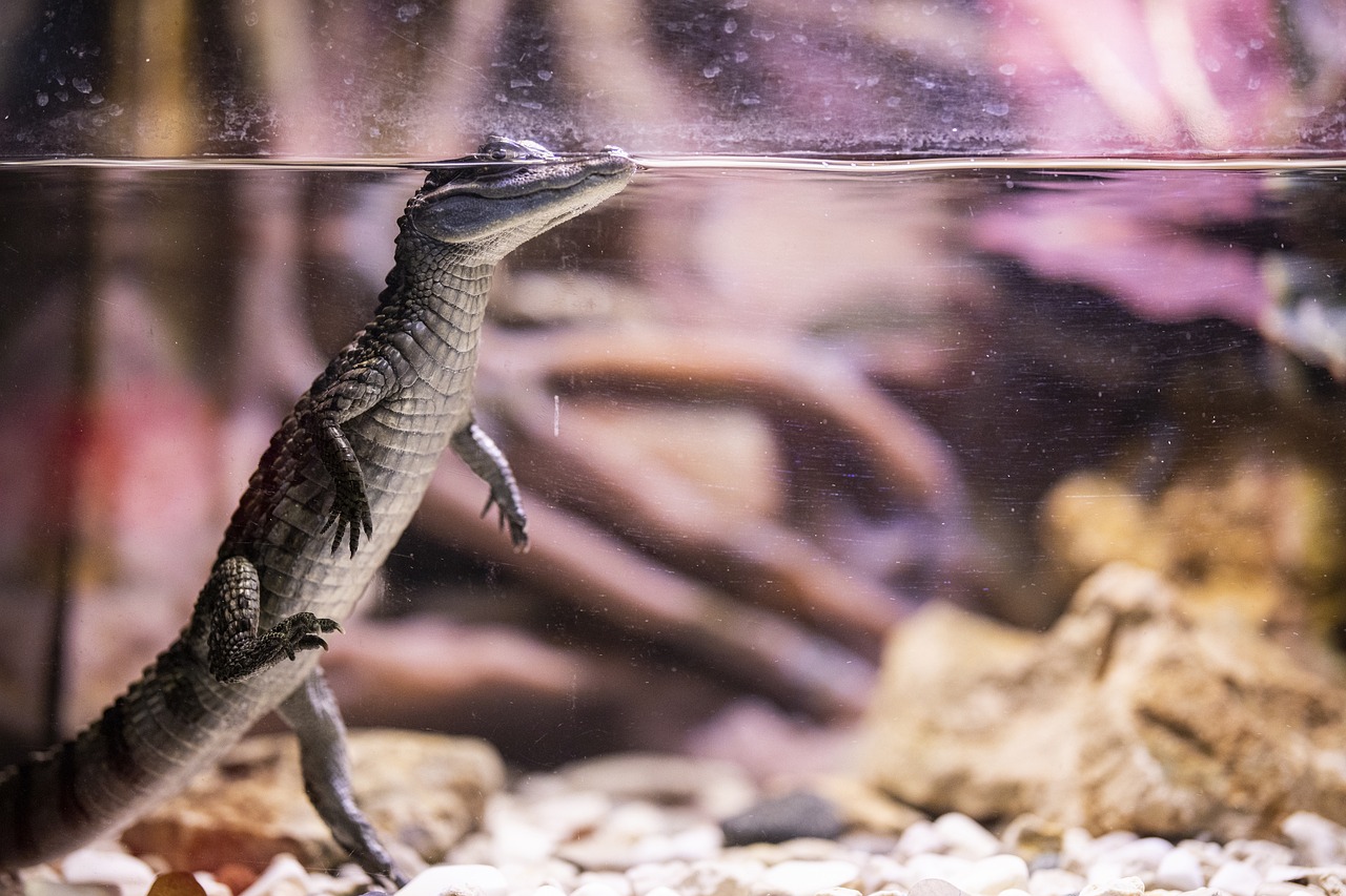 New: Try Before You Fully Commit — Trial Adoptions Now Available!