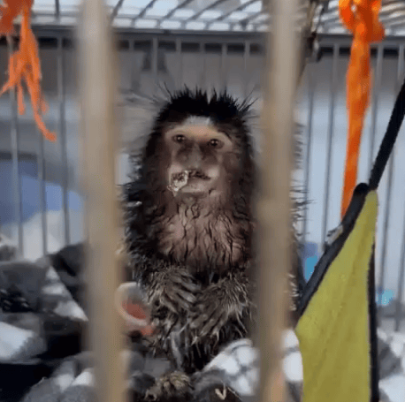 Worm’s Rehabilitation Progress: From First Bath to First Dubai Roach